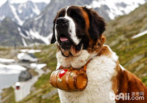 挂着酒桶的瑞士国宝——圣伯纳犬
