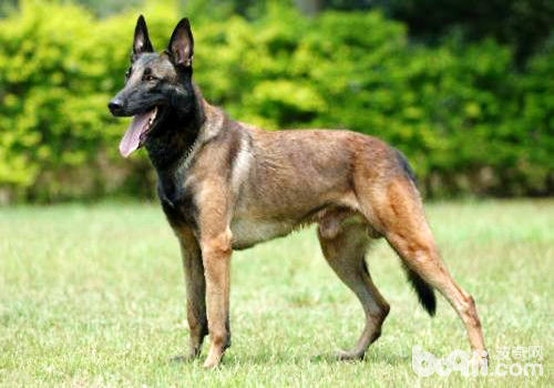 欧洲运用最广泛的警犬——比利时马犬