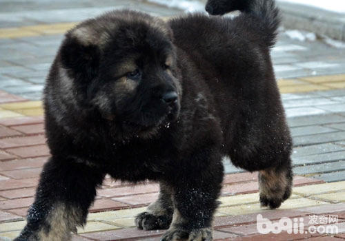 世界上最大的狗高加索犬的体型是怎么样的？