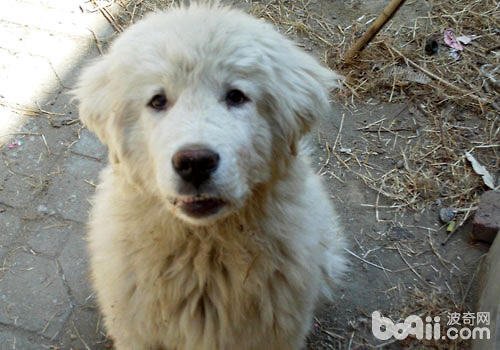 大白熊幼犬怎么喂养？