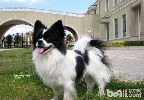 你知道挑选蝴蝶犬的正确方法吗？