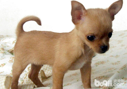 世界上最小的狗是哪一种？