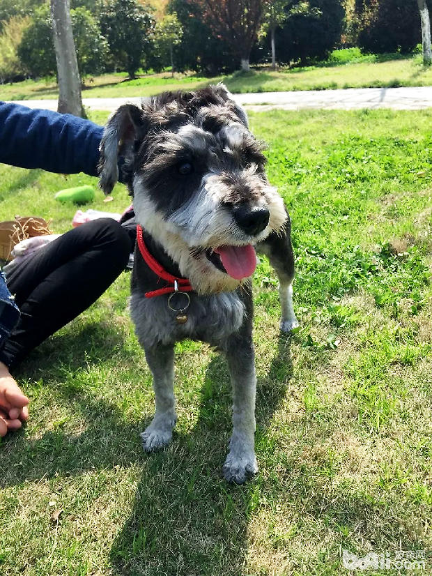 新手如何挑选雪纳瑞幼犬?