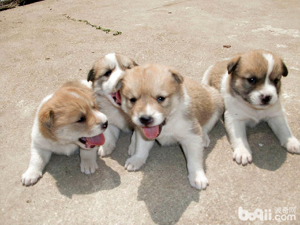 新生幼犬如何科学护理