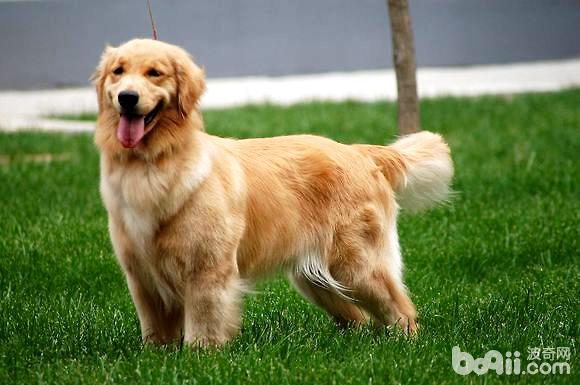 金毛与金毛寻回犬，以及金毛猎犬有什么区别