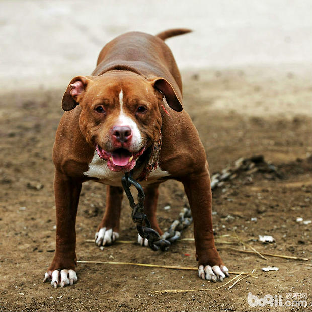 比格犬是什么样的种类特征