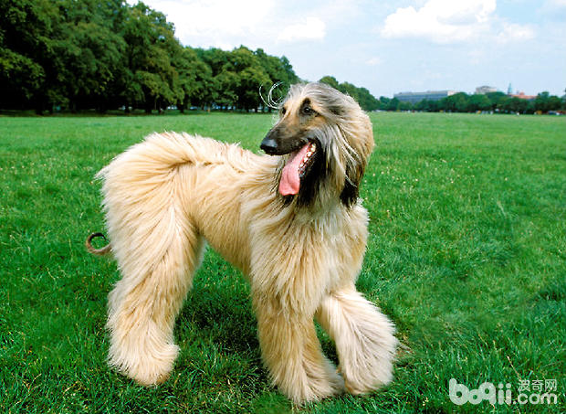 阿富汗猎犬是一个贵族犬