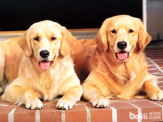 新手如何挑选金毛犬