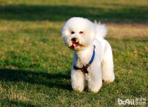 狗粮秘方！3份非常好的比熊犬自制狗粮食谱