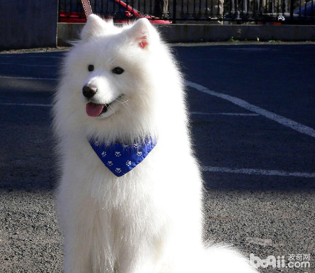 萨摩耶幼犬多大可以换吃成犬狗粮呢