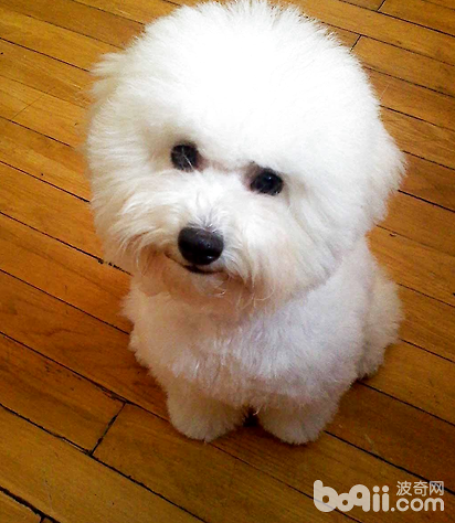 如何给比熊犬驱虫？比熊狗狗怎么驱虫