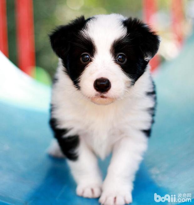 边境牧羊犬会掉毛吗