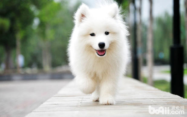如何给萨摩耶犬洗澡