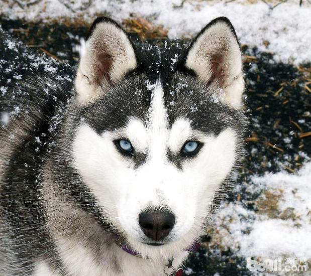 如何给阿拉斯加犬洗澡