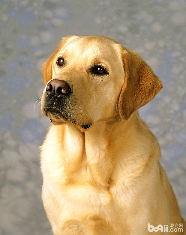 新生幼犬如何科学护理