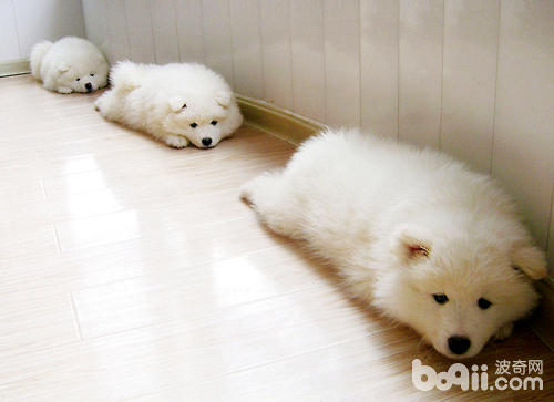 萨摩耶母犬的饲养与护理知识之分娩期