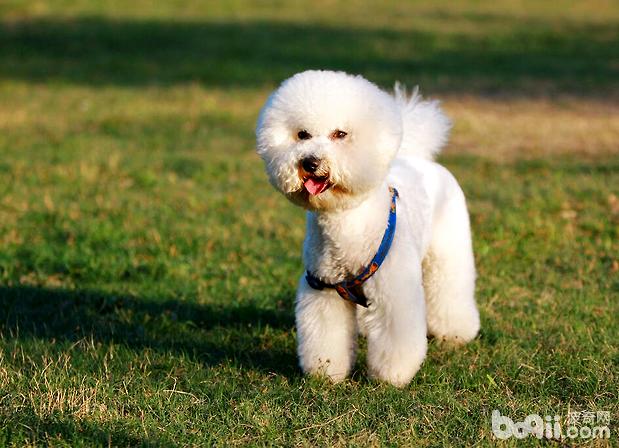 比熊母犬产后护理的三点注意事项