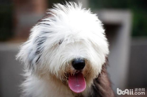 古代牧羊犬的美容护理