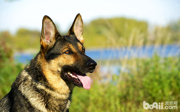 如何训练德国牧羊犬的依赖性