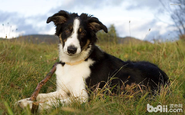 苏格兰牧羊犬修剪毛发