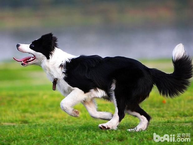 苏格兰牧羊犬如何美毛