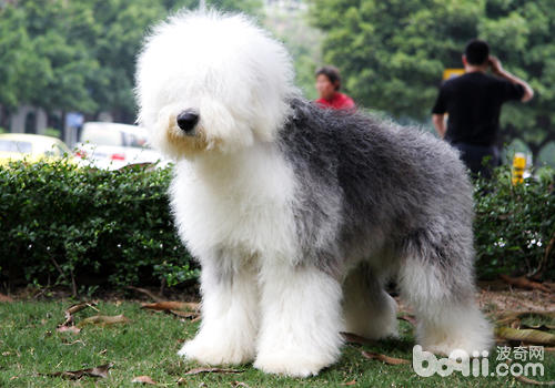 苏格兰牧羊犬怎么美容