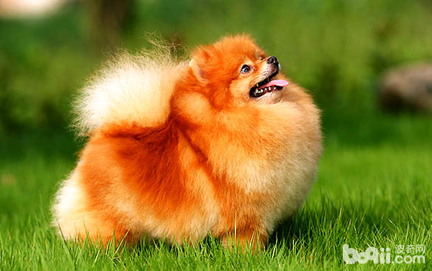 博美犬呕吐要怎么办