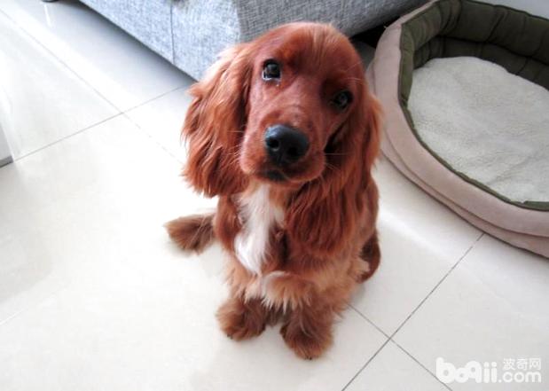 没断奶小可卡犬该如何养