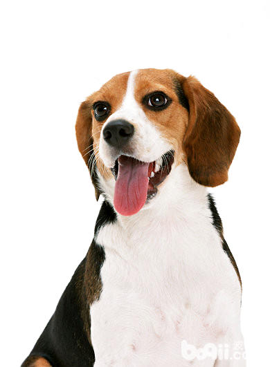 帮比格犬修剪毛发