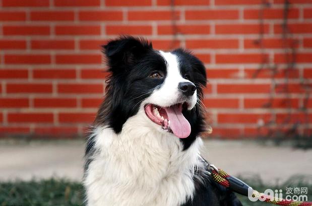 边境牧羊犬怎么美容 好饲养吗