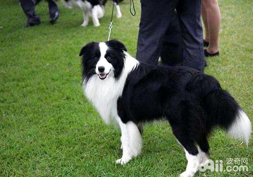 边境牧羊犬价格大盘点