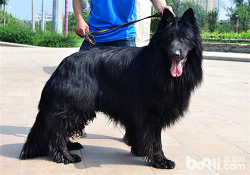 怎样挑选一只好的比利时牧羊犬？