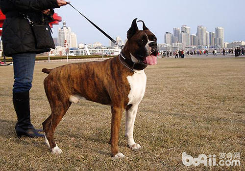 拳师犬市场价格大盘点，拳师犬多少钱一只