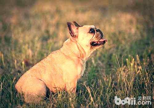 法国斗牛犬市场价格盘点，导致价格不同的因素有哪些？