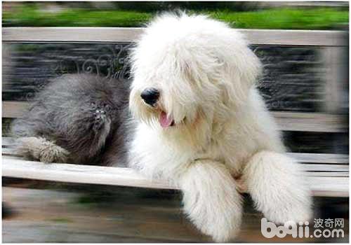 古代牧羊犬市场价格？多少钱一只？