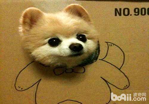 网红狗狗俊介犬多少钱一只？