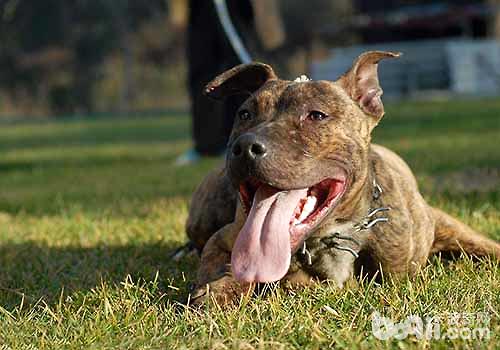 十大猛犬排行榜，你都知道有哪些吗？