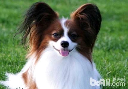 蝴蝶犬多少钱一只？蝴蝶犬怎么饲养？