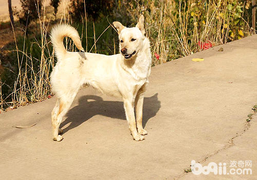 中华田园犬多少钱