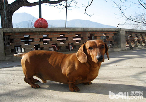 腊肠犬饲养注意事项