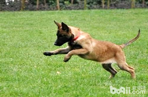 比利时玛利诺犬特征介绍