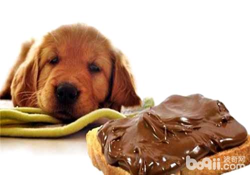 为什么不能给狗狗吃巧克力？