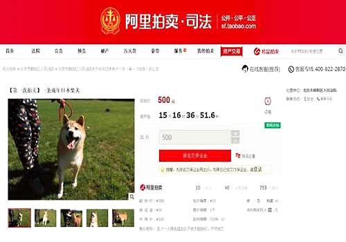 柴犬为主人抵债被拍卖，狗子：这个世界对我充满深深地恶意