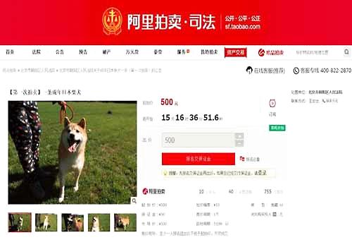 柴犬为主人抵债被拍卖，狗子：这个世界对我充满深深地恶意