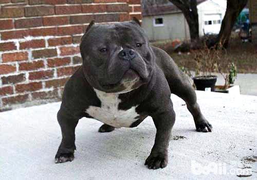 恶霸犬的优点都有哪些？