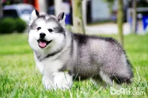 阿拉斯加雪橇犬吃什么长得快？不能吃什么