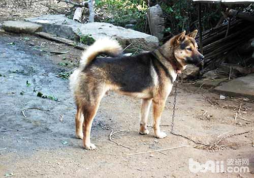 最适合做看门犬的狗狗都有哪些？