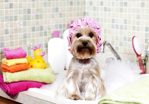 幼犬什么时候可以洗澡？幼犬洗澡注意事项