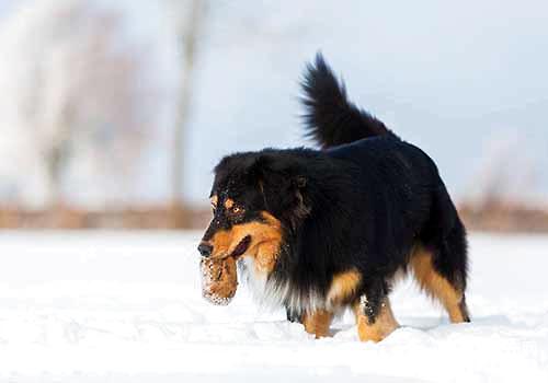 牧羊犬吃什么比较好？