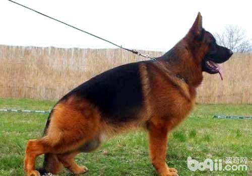 弓背犬是什么犬种，德牧和弓背犬有什么区别？